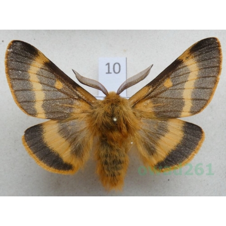 Lemonia dumi (Linnaeus, 1761) male Slovakia10